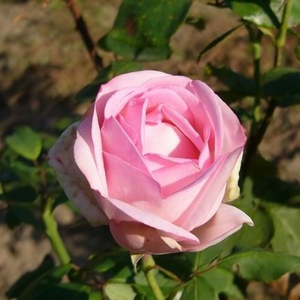 Pоза Мадам Морис де Люз - розов - Чайно хибридни рози 